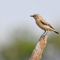 Sibirischer Steinschmetzer /(weibchen)