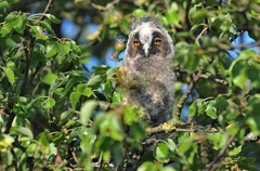 Long-eared owl (chick)