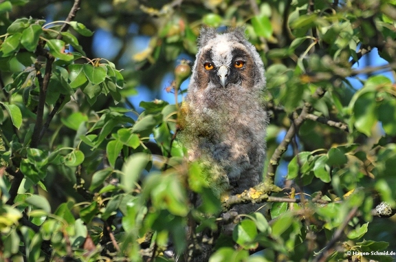 Long-eared owl (chick)