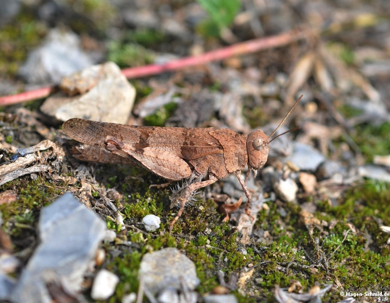 Blauflügel Ödlandschrecke