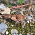 Blauflügel Ödlandschrecke