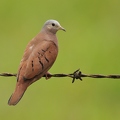 Ruddy Ground Dove-CR