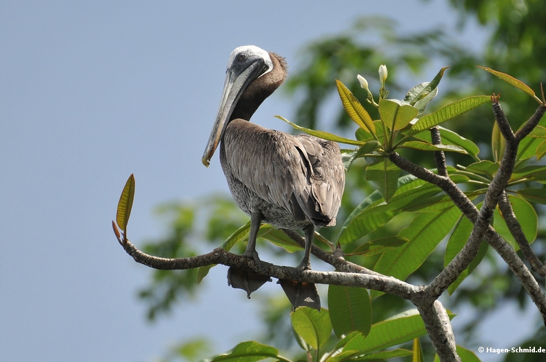 Brown Pelican