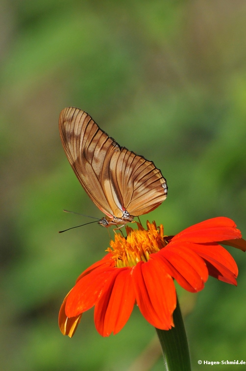 Butterfly (Costa Rica)