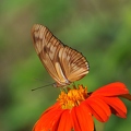 Butterfly (Costa Rica)