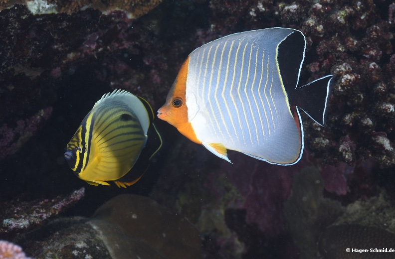 Chaetodon larvatus and Chaetodon austriacus DSC_3086.jpg
