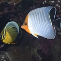 Orangeface and Polyp butterflyfisch