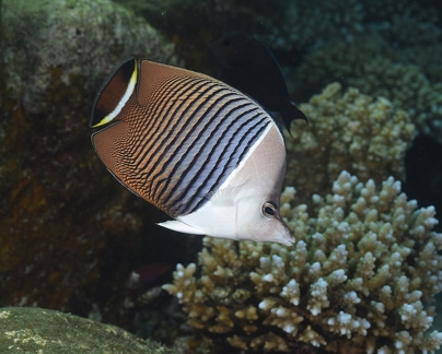 Whiteface butterflyfish