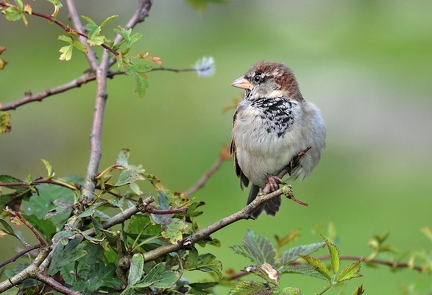 Willow Sparrow (male)