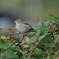 Willow Sparrow (female)