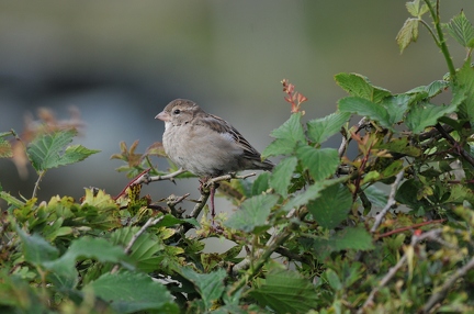 Willow Sparrow (female)