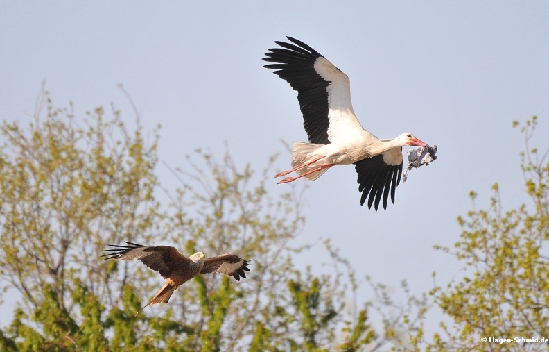 Storck and Red Kite.jpg