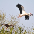 Storck and Red Kite.jpg