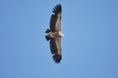 Griffon vulture 