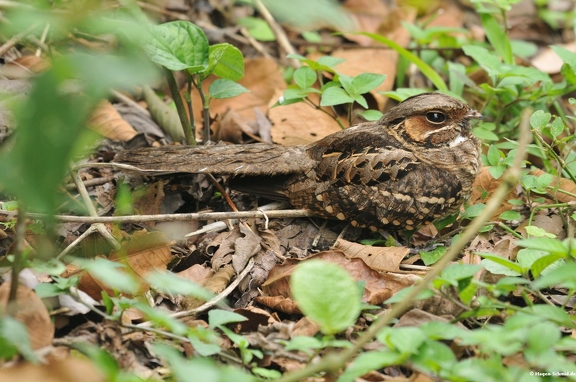Common Pauraque (Costa Rica)