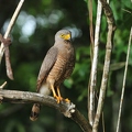 Barred Forest Falcon 1