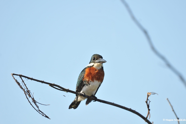 Amazon Kingfisher (male).jpg