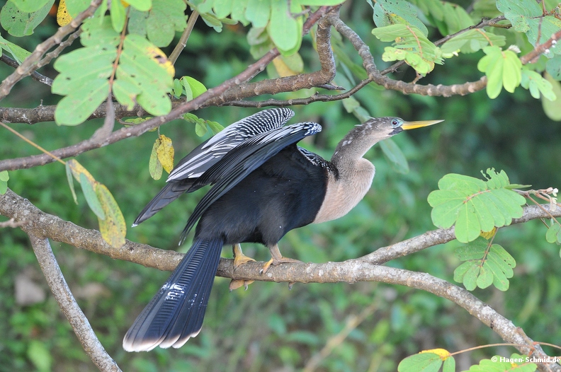 Schlangnhals Vogel (Costa Rica).jpg