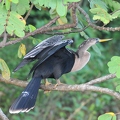 Am. Schlagenhals Vogel
