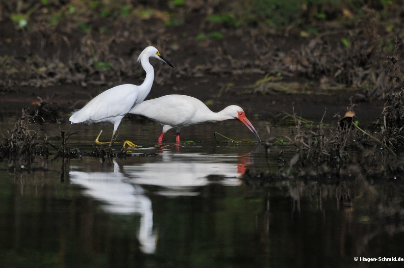 Snowy Egret and White Ibis 2.jpg