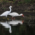 Snowy Egret and White Ibis 2