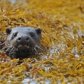 Sea-otter 3