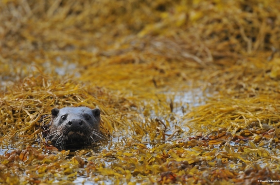 Sea- Otter