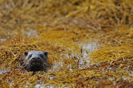 Sea- Otter