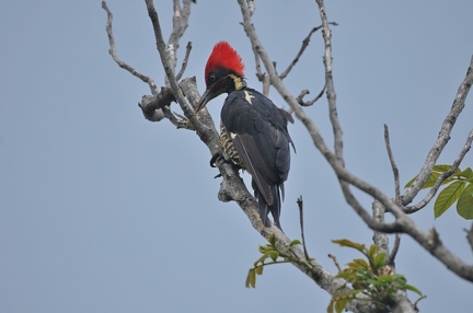 Linieted woodpecker (CR)