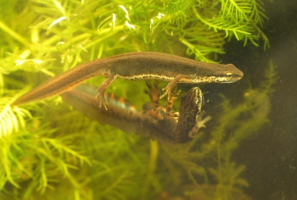 Crested newt (mating)