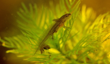 young crested newt