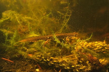 male crested newt