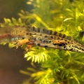 Crested newt