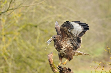 Bussard mit Maus