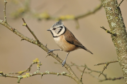 Crested Tit