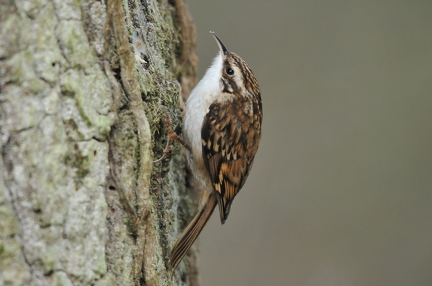 Treecreeper