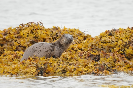 Sea otter in sea weed