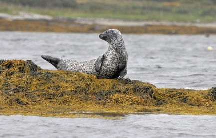  Common seal