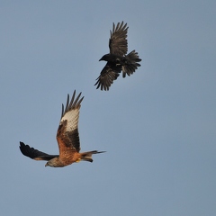 Red Kite and Crow