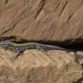 Podarcis muralis nigriventris
