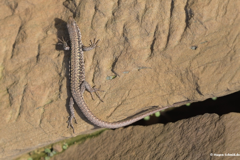 5BL_0940.jpg
