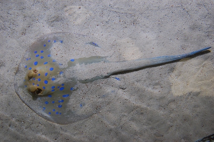 Blue spotted ray  