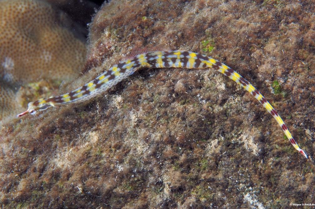 Guilded pipefish