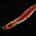 Fire worm 3mm lenght