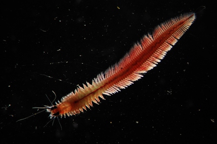 Fire worm 3mm lenght