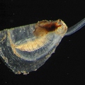 shell about 1,5 mm