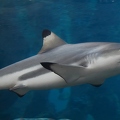 Schwarzspitzen Reef Hai