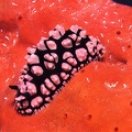 Phyllidiella pustulosa (fotoKM)