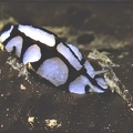 Phyllidiopsis dautzenbergi (fotoHS)