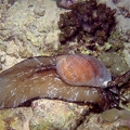 Tonna perdix snail (foto HS)